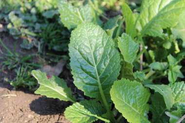 Red Giant Mustard or Brassica Juncea green leaves and plant clipart