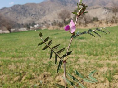 Genel Vetch veya Vicia sativa çiçeği ve bitkisi