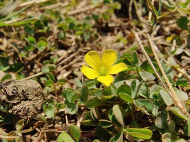 Sürünen orman kuşu, Oxalis dillenii ya da Oxalis pişmandır.