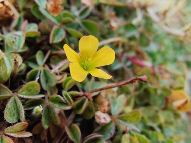 Sürünen orman kuşu, Oxalis dillenii ya da Oxalis pişmandır.