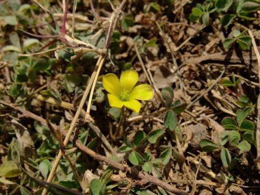 Sürünen orman kuşu, Oxalis dillenii ya da Oxalis pişmandır.