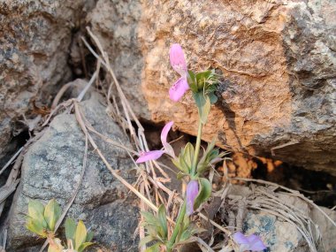 Hypoestes veya Hypoestes purpurea cinsi