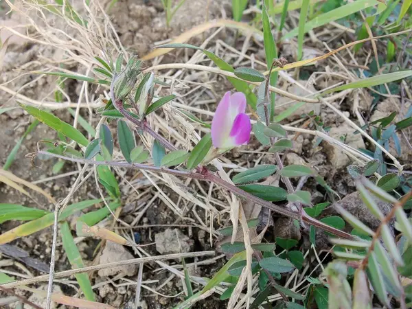 Genel Vetch veya Vicia sativa çiçeği ve bitkisi