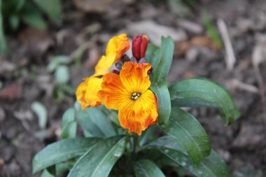 Erysimum cheiri, yaygın duvar çiçeği veya Cheiranthus Cheiriflower