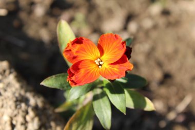 Erysimum cheiri, yaygın duvar çiçeği veya Cheiranthus Cheiriflower