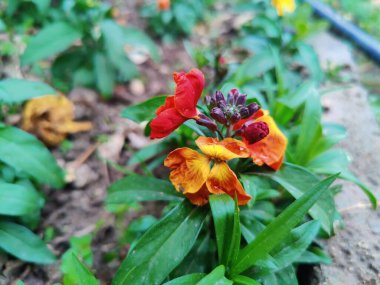 Erysimum cheiri, yaygın duvar çiçeği veya Cheiranthus Cheiriflower