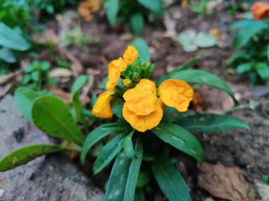 Erysimum cheiri, yaygın duvar çiçeği veya Cheiranthus Cheiriflower