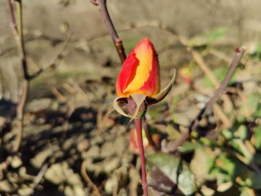 Güzel Güller Sevgililer Günü, Düğünler ve Özel Olaylar İçin Mükemmel