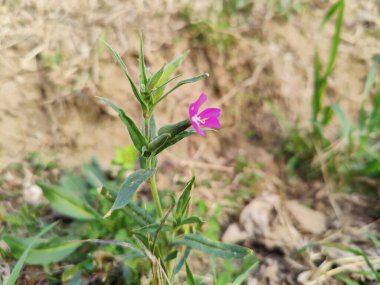 Kedi sinekleri ya da Campions pembe çiçek ve yeşil bitki