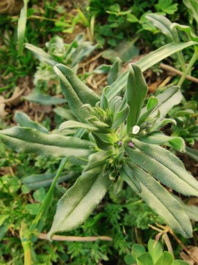 Corn gromwell, bastard alkanet, Field Gromwell or Buglossoides arvensis clipart