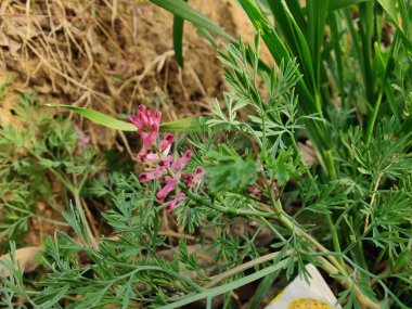 Common fumitory, Fumaria parviflora or Fumarioideae clipart