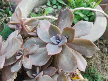 Lezzetli mi yoksa bahçedeki hayalet mi?