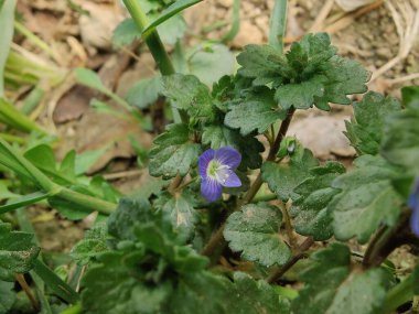 Pers hız kuyusu, Veronica polita veya gri alan hız kuyusu