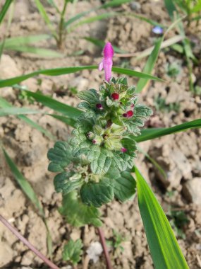 Henbit Deadnettle veya Lamium Amplexicaule