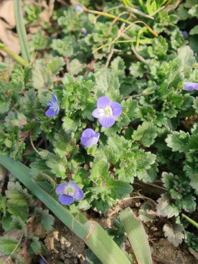 Pers hız kuyusu, Veronica polita veya gri alan hız kuyusu