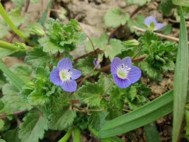 Pers hız kuyusu, Veronica polita veya gri alan hız kuyusu