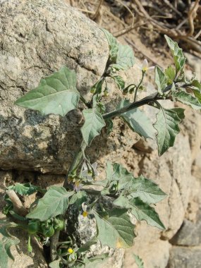 Siyah itüzümü veya Solanum ptychanthum bitkisi