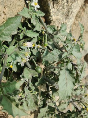 Siyah itüzümü veya Solanum ptychanthum bitkisi