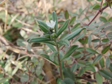 Corn gromwell, bastard alkanet, Field Gromwell or Buglossoides arvensis clipart