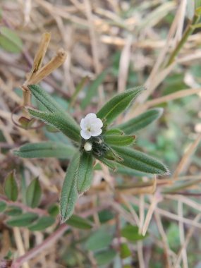 Corn Gromwell, piç alkanet, Field Gromwell veya Buglossoides arvensis