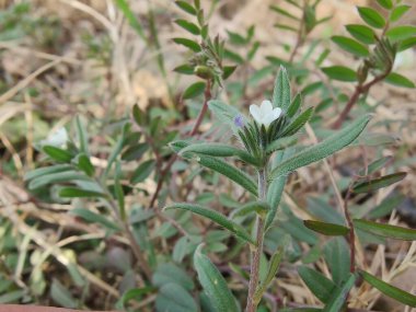Corn Gromwell, piç alkanet, Field Gromwell veya Buglossoides arvensis