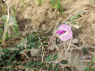 Genel Vetch veya Vicia sativa çiçeği ve bitkisi