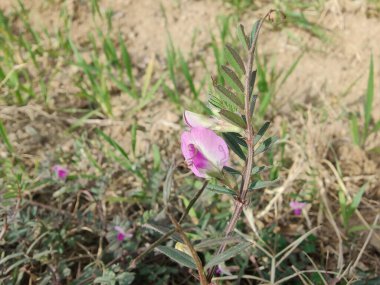 Genel Vetch veya Vicia sativa çiçeği ve bitkisi
