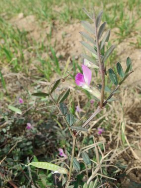 Genel Vetch veya Vicia sativa çiçeği ve bitkisi