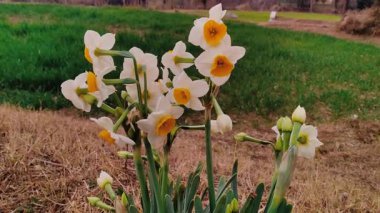 Çinli Korkmuş Lily, nergis veya Narcissus tazetta güzel çiçekler