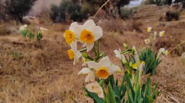 Çinli Korkmuş Lily, nergis veya Narcissus tazetta güzel çiçekler