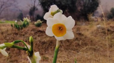 Çinli Korkmuş Lily, nergis veya Narcissus tazetta güzel çiçekler