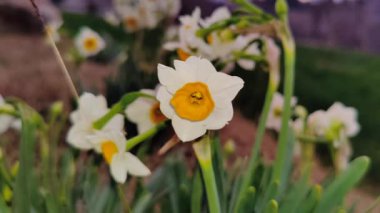 Çinli Korkmuş Lily, nergis veya Narcissus tazetta güzel çiçekler