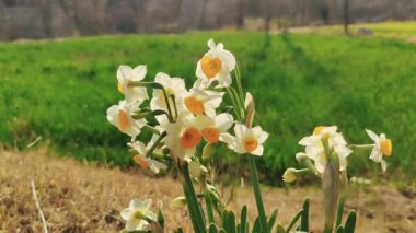 Çinli Korkmuş Lily, nergis veya Narcissus tazetta güzel çiçekler