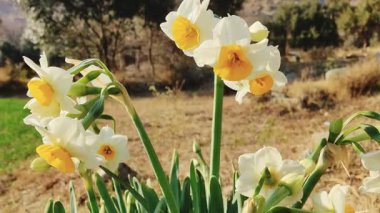 Çinli Korkmuş Lily, nergis veya Narcissus tazetta güzel çiçekler