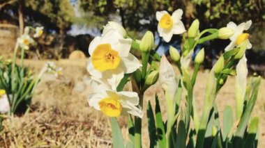 Çinli Korkmuş Lily, nergis veya Narcissus tazetta güzel çiçekler