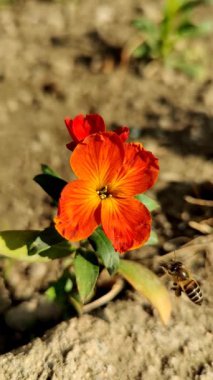 Erysimum cheiri 'den arı özü ya da polen ayıklama, yaygın duvar çiçeği ya da Cheiranthus Cheiriflower