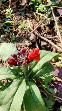Erysimum cheiri 'den arı özü ya da polen ayıklama, yaygın duvar çiçeği ya da Cheiranthus Cheiriflower