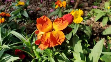 Erysimum cheiri, yaygın duvar çiçeği veya Cheiranthus Cheiriflower