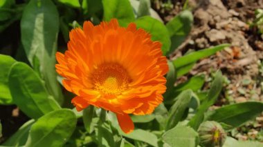 Calendula, Mary 'nin altını veya Ruddles sarı çiçeği