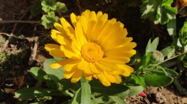 Calendula, Mary 'nin altını veya Ruddles sarı çiçeği