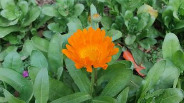 Calendula, Mary 'nin altını veya Ruddles sarı çiçeği