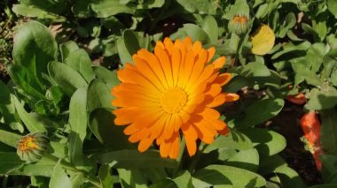 Calendula, Mary 'nin altını veya Ruddles sarı çiçeği