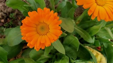 Calendula, Mary 'nin altını veya Ruddles sarı çiçeği