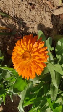 Calendula, Mary 'nin altını veya Ruddles sarı çiçeği