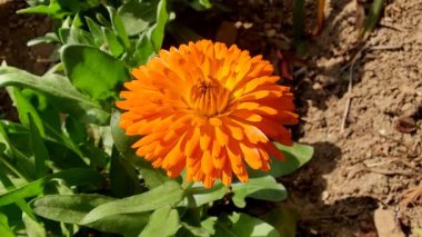 Calendula, Mary 'nin altını veya Ruddles sarı çiçeği