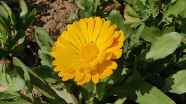 Calendula, Mary 'nin altını veya Ruddles sarı çiçeği