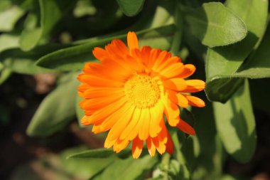 Ruddles, Calendula veya Mary 'nin güzel sarı çiçekleri