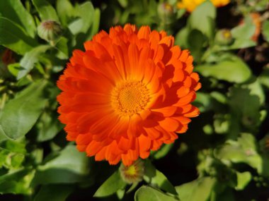 Ruddles, Calendula veya Mary 'nin güzel sarı çiçekleri