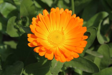 Ruddles, Calendula veya Mary 'nin güzel sarı çiçekleri