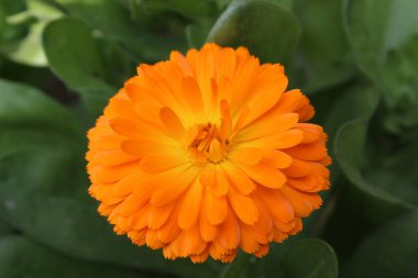 Ruddles, Calendula veya Mary 'nin güzel sarı çiçekleri